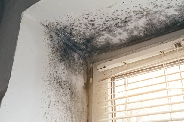 Affordable Mold Inspection And Testing solutions in Garland, NC